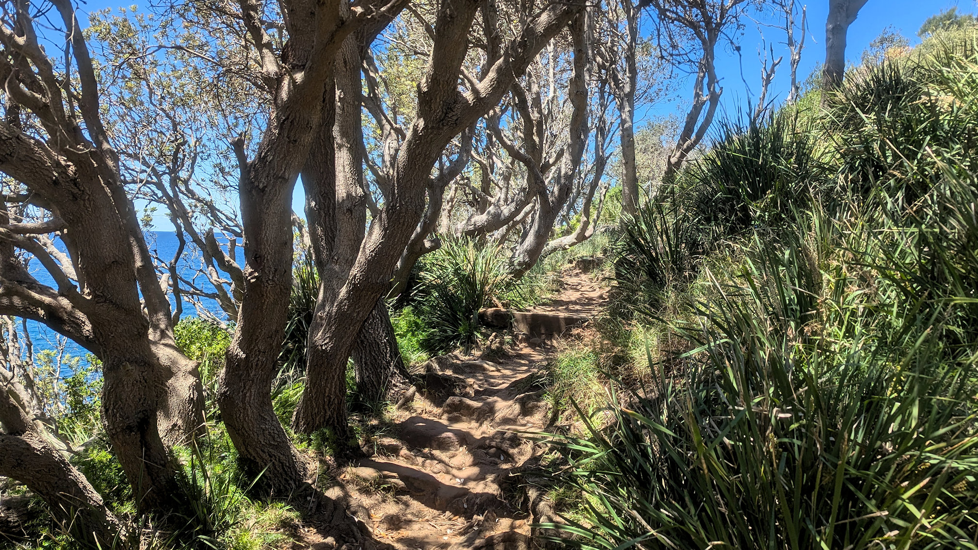 dy_curlcurl track (3)